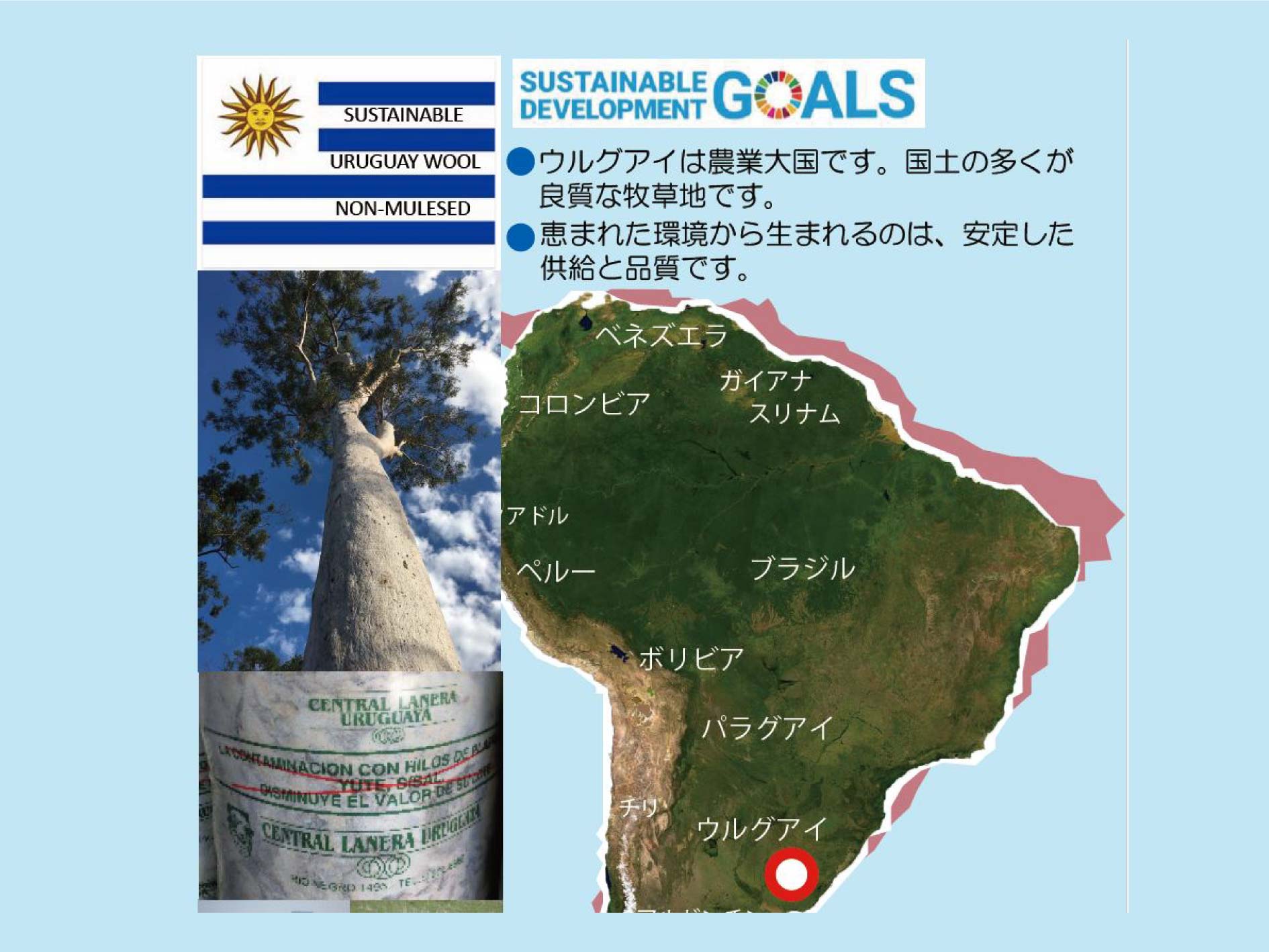 ウルグアイウール