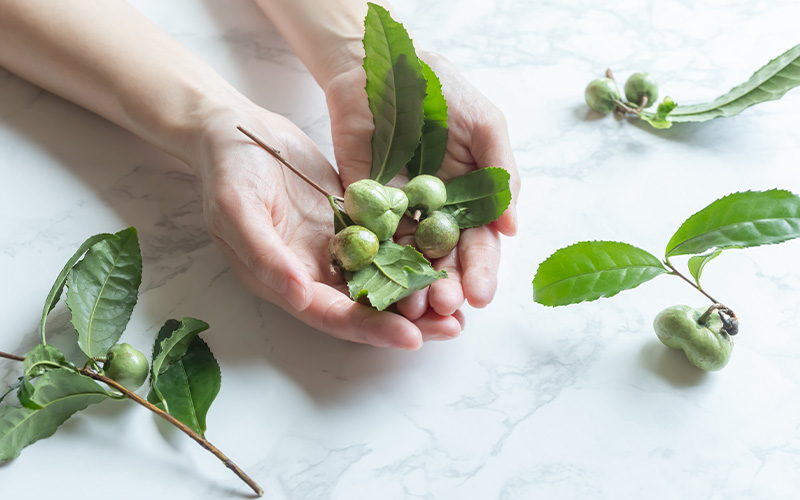 カテキンファイバー