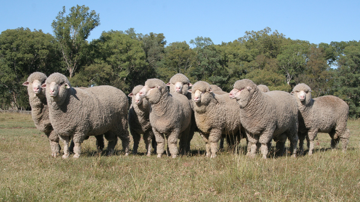 ウルグアイウール