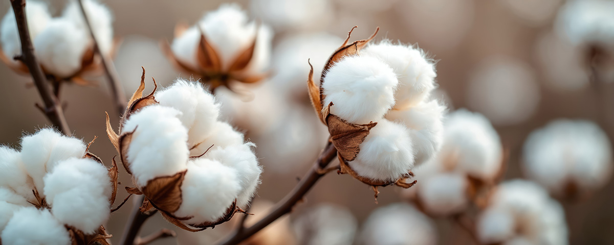 Cotton